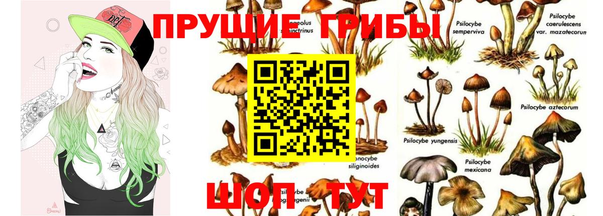 Галлюциногенные грибы GOLDEN TEACHER Сокол